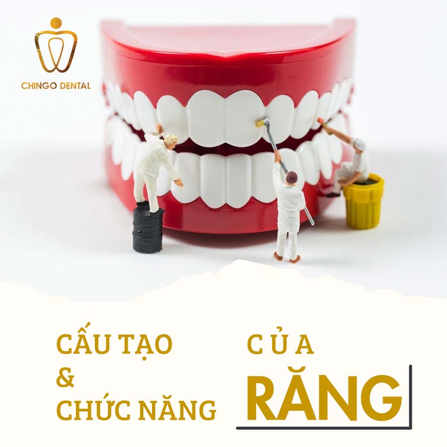 Cấu tạo răng và chức năng chính 14 cau-tao-va-chuc-nang-chinh-cua-rang-WEB